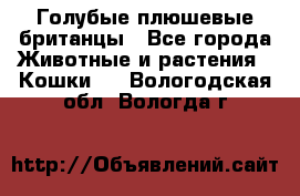 Голубые плюшевые британцы - Все города Животные и растения » Кошки   . Вологодская обл.,Вологда г.